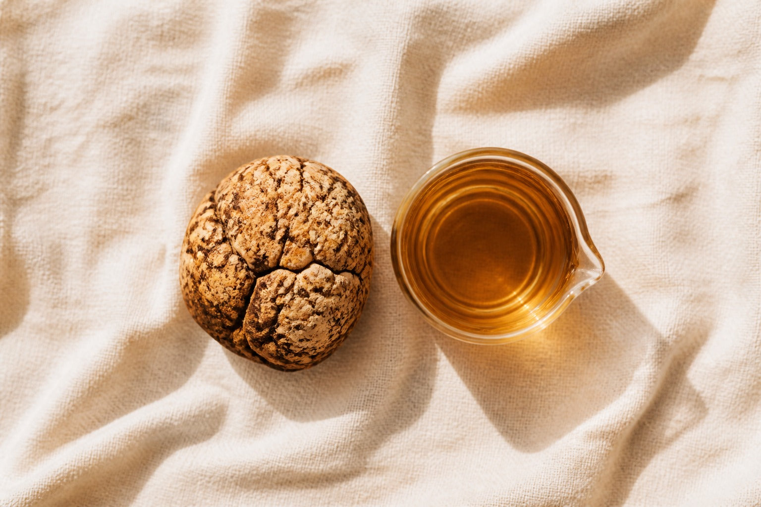 Tiger Milk Mushroom sclerotium beside a small lab beaker on cream linen — featured image for ORGANO Australian Standard Malaysian Heritage article