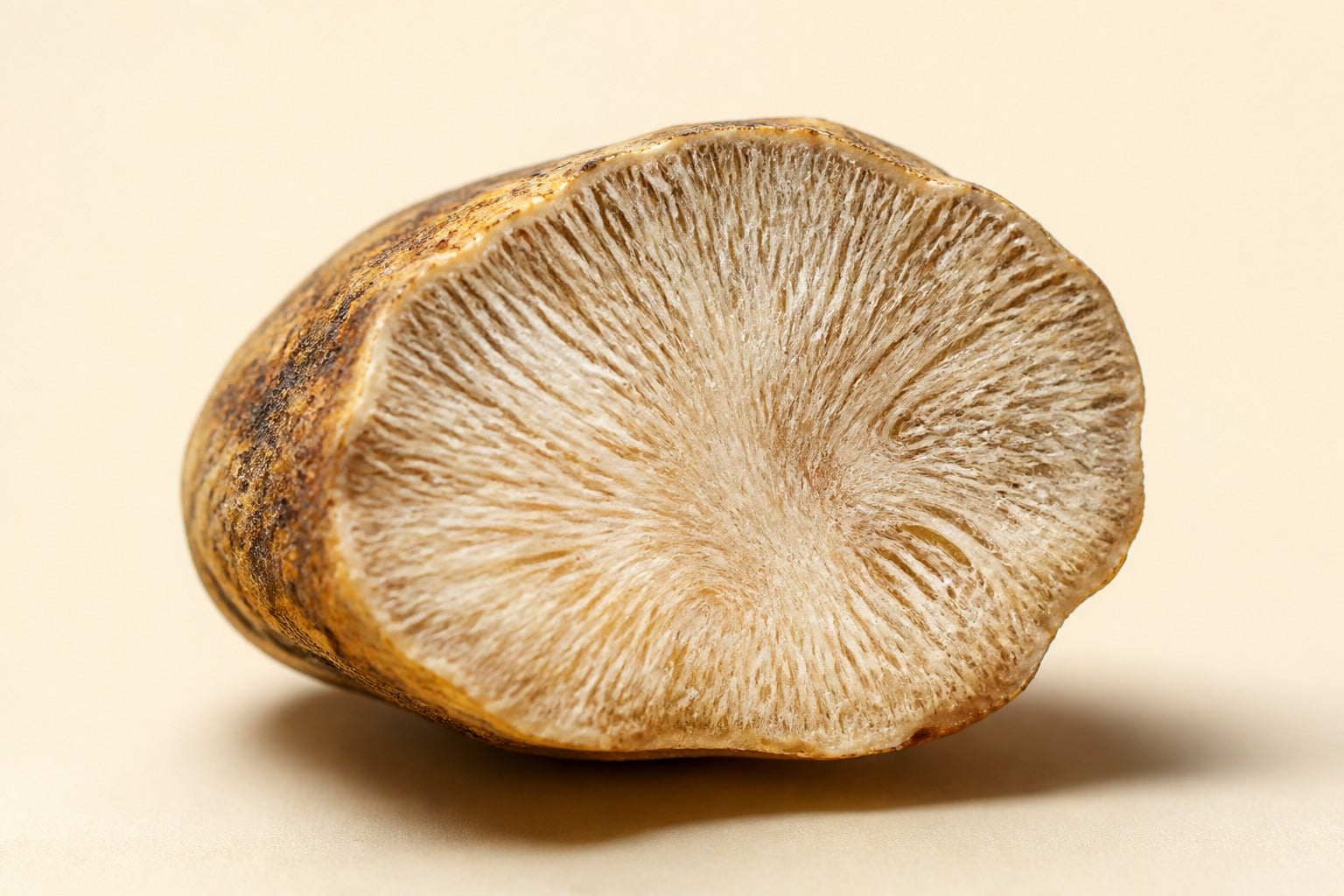 Halved Tiger Milk Mushroom sclerotium showing dense fibrous interior — featured image for ORGANO TYGRON beta-glucan explained guide