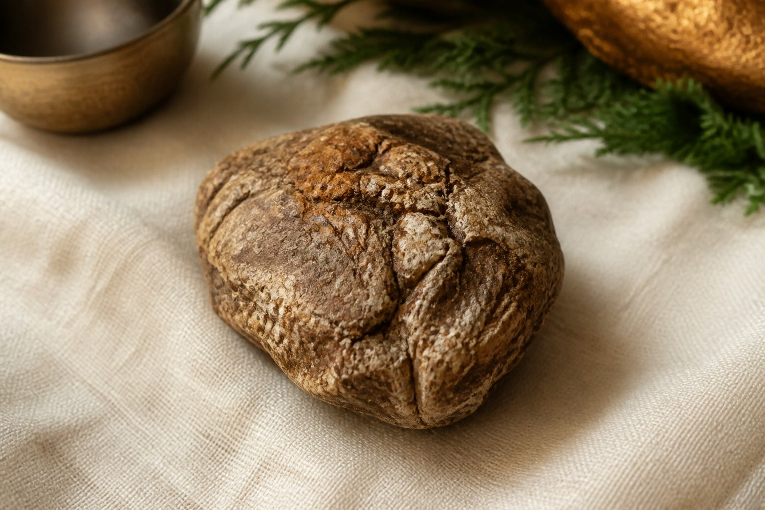 Tiger Milk Mushroom sclerotium specimen — featured image for ORGANO TYGRON 2026 complete guide for Malaysian and Singaporean families