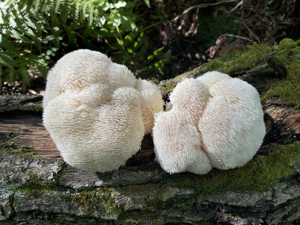 Lion's Mane Mushroom